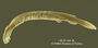Vandellia sanguinea FMNH 58086 holo vlat